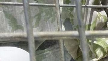 Un coyote atrapado en una jaula.