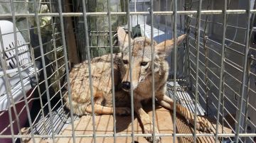Un coyote atrapado en una jaula.