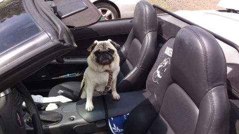 dog-978598_1920