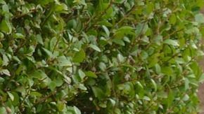 electric-car-513627_1920