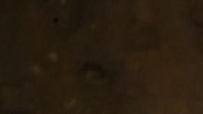 El elefante se pasea habitualmente por el hotel.