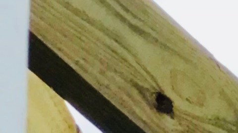 Elizabeth Velez es la presidente de Velez Organization.