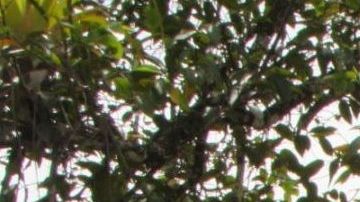 Alerta de hipopótamos en la antigua hacienda de Pablo Escobar.