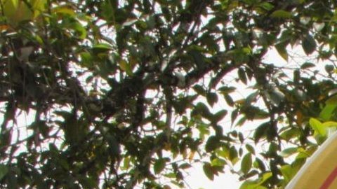 Alerta de hipopótamos en la antigua hacienda de Pablo Escobar.