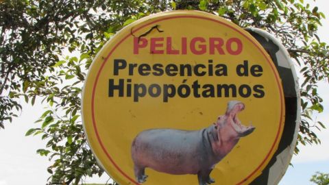 Alerta de hipopótamos en la antigua hacienda de Pablo Escobar.
