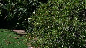 primera generación de Ford Bronco