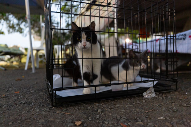 Desplazados por sismos en Puerto Rico