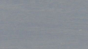 gentoo-penguins-337589_1280