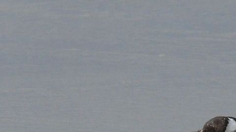 gentoo-penguins-337589_1280