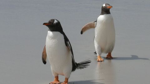 gentoo-penguins-337589_1280