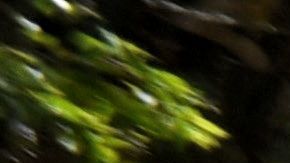 Hondureños en caravana al ingresar a Guatemala.