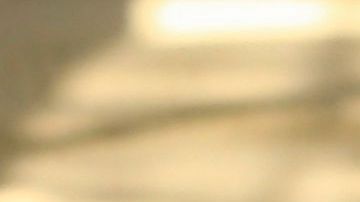 Los leones han perdido dos tercios de su peso.