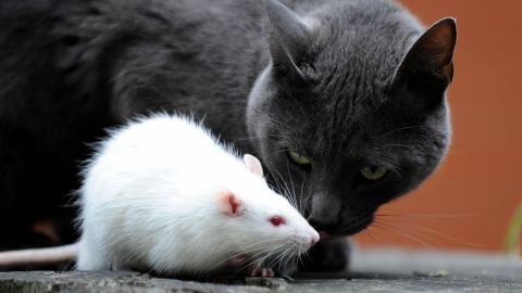 Gato con rata de laboratorio.