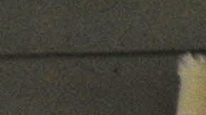 An Austrian worker handles ten-kilogram