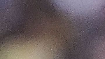 América y Pumas se verán la cara en Estados Unidos.Foto: Imago7/