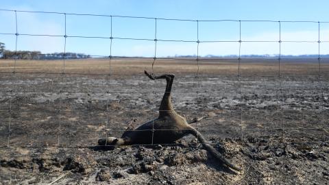 Kangaroo Island (Australia), 05/01/2020.- The carcass of a Kangaroo lies after the area was ravaged by bushfires, on Kangaroo Island, Australia, 06 January 2020. Troops are being deployed to Kangaroo Island to help with bush fire relief, after major fires destroyed large parts of the Island.