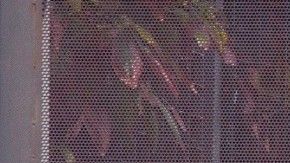 Las autoridades no dieron más detalles debido a que la investigación se encuentra bajo secreto.