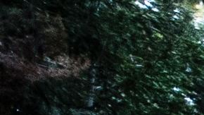 Las secoyas son el árbol más largo del planeta.