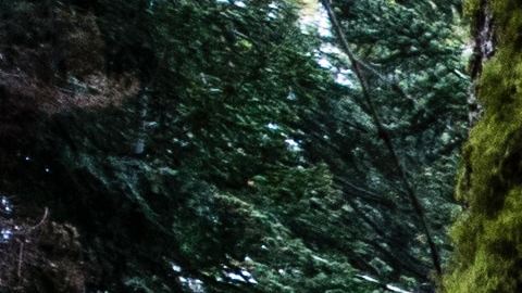 Las secoyas son el árbol más largo del planeta.