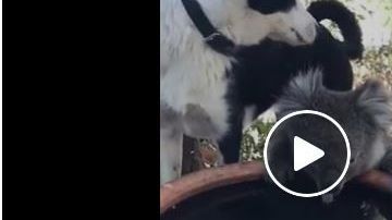 El tierno video de amistad ante la adversidad.
