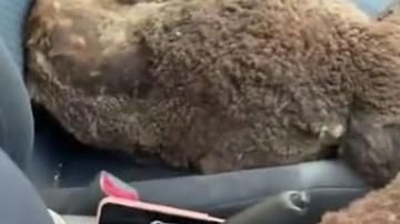 Salvan al menos a 20 koalas de morir por el fuego.