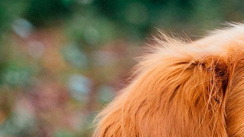 Los especialistas habían dicho que al animalito le quedaba un mes de vida solamente.