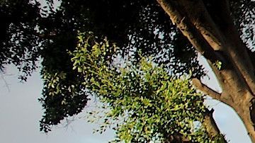 Los migrantes en El Chaparral esperan su turno para pedir asilo en EEUU. / Fotos: Manuel Ocaño..