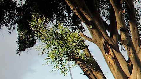 Los migrantes en El Chaparral esperan su turno para pedir asilo en EEUU. / Fotos: Manuel Ocaño..