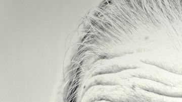 mujer-viejita-Free-Photos en Pixabay