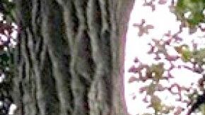 El puma, con la mochila del niño con la que su padre espantó al felino y rescató al pequeño.