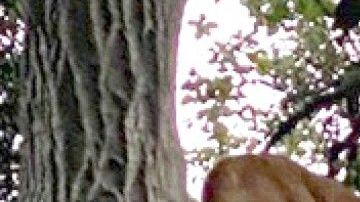 El puma, con la mochila del niño con la que su padre espantó al felino y rescató al pequeño.