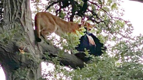 El puma, con la mochila del niño con la que su padre espantó al felino y rescató al pequeño.