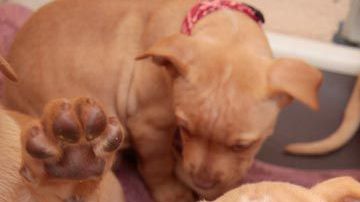 Muchos perros y gatos necesitan un hogar.