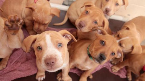 Muchos perros y gatos necesitan un hogar.