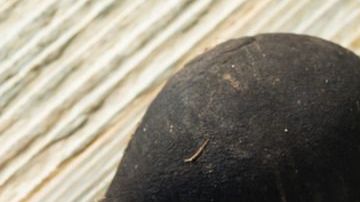 Los rábanos son usados por la medicina tradicional y sus beneficios han sido comprobados en laboratorio.