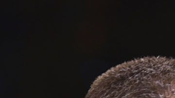 El irlandés y el mexicano le dieron prioridad a la pachanga sobre el entrenamiento y fueron derrotados en sus últimos combates.