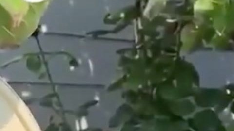 La urraca ya hace el sonido de las alarmas.
