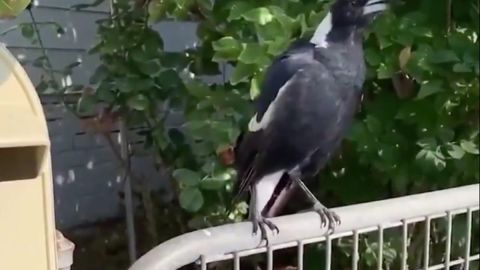 La urraca ya hace el sonido de las alarmas.