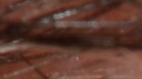 shutterstock_134770064