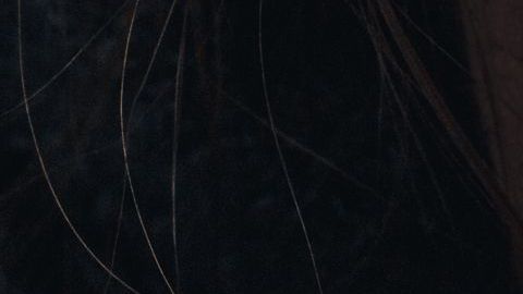 shutterstock_740610766