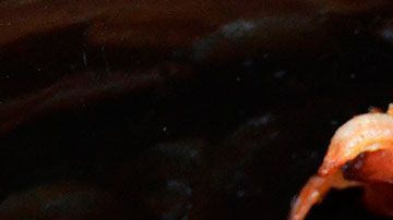 Prácticos consejos para cocinar el tocino con diferentes técnicas.