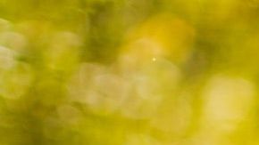 Tradiciones latinas en Estados Unidos / Créditos: Fotógrafo Drew Hays vía Unsplash