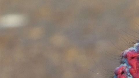 Varias aerolíneas denunciaron que pasajeros trataron de viajar con pavos, zarigüeyas o arañas.