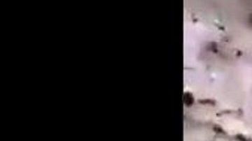 VIDEO: Familia Michoacana mata decenas de animales y habitantes huyen de casas