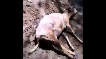 VIDEO: Familia Michoacana mata decenas de animales y habitantes huyen de casas