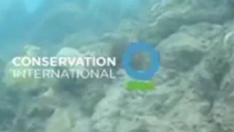 Captura del video que muestra un tiburón que camina.