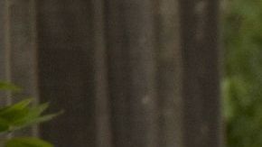 Los padres ya habrían tenido un romance en su juventud.