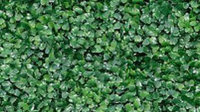 Kim Kardashian es una de las celebridades más buscadas en la red.