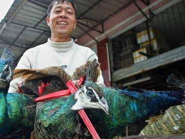 El comercio chino de animales salvajes ha llevado a varias especies a la extinción.