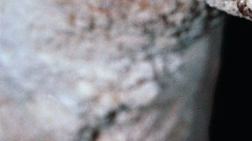 El murciélago grande de herradura chino (Rhinolophus ferrumequinum) es considerado el sospechoso #1 de ser el origen del brote de coronavirus de Wuhan.